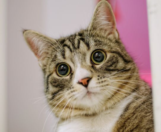 猫がテーブルに乗らないようにするには しつけ方ってあるの 厳選 人気のq Aまとめ