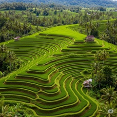南アジアの稲作をイメージした画像