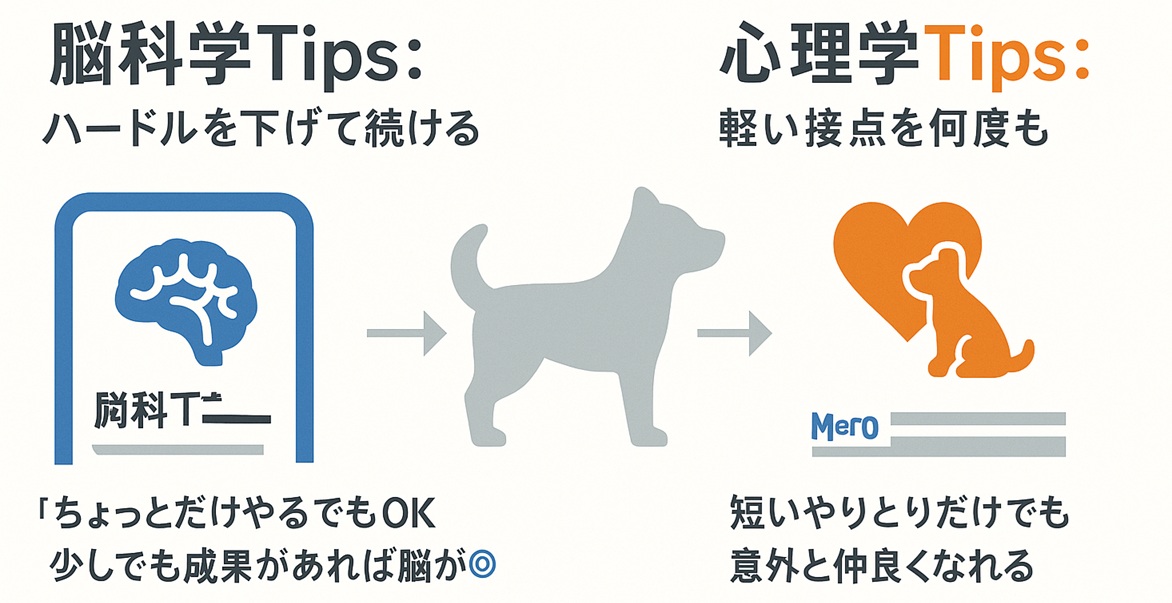 婚活を続けるコツとしてハードルを下げて習慣化する脳科学的視点と軽い接点を増やす心理学的視点を並べて解説したボード