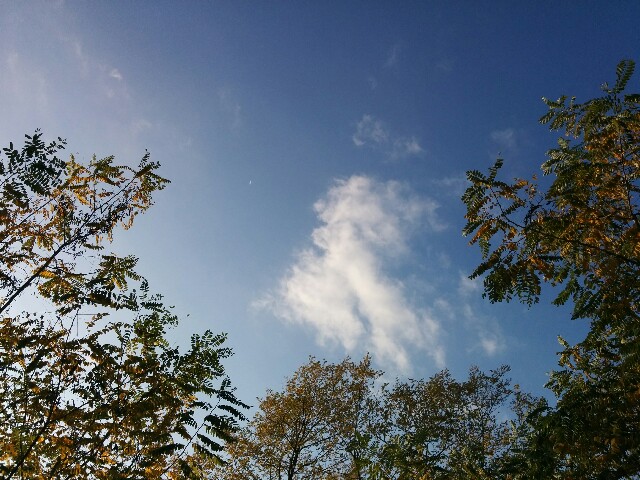 f:id:chieko1102:20161120161513j:image