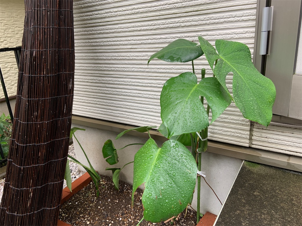 f:id:chieko1102:20220410164704j:image