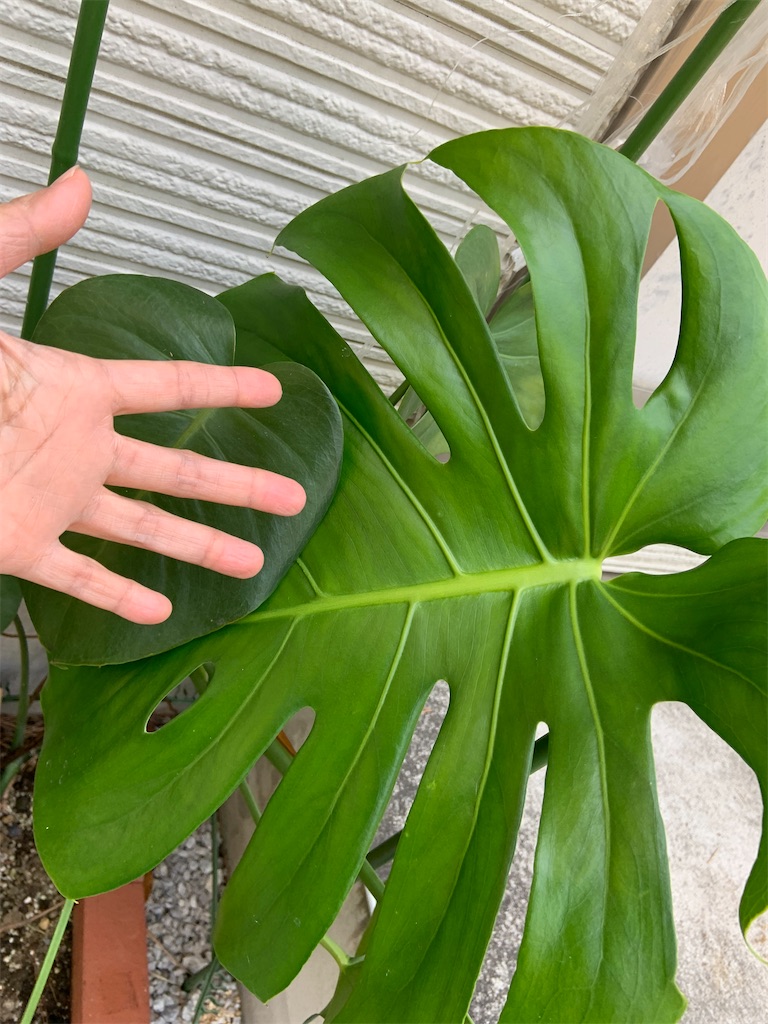 f:id:chieko1102:20220413103304j:image