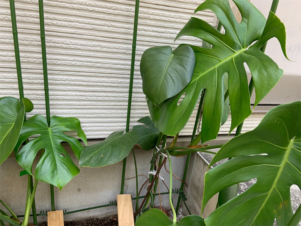 f:id:chieko1102:20220413103934j:image