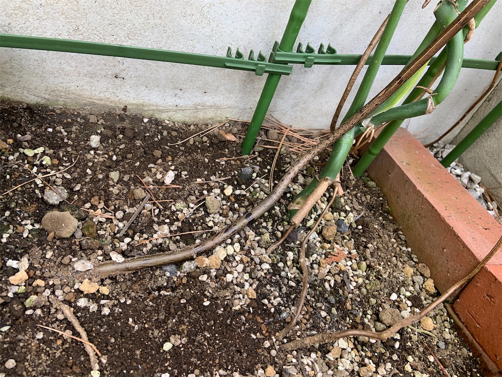 f:id:chieko1102:20220413110120j:image