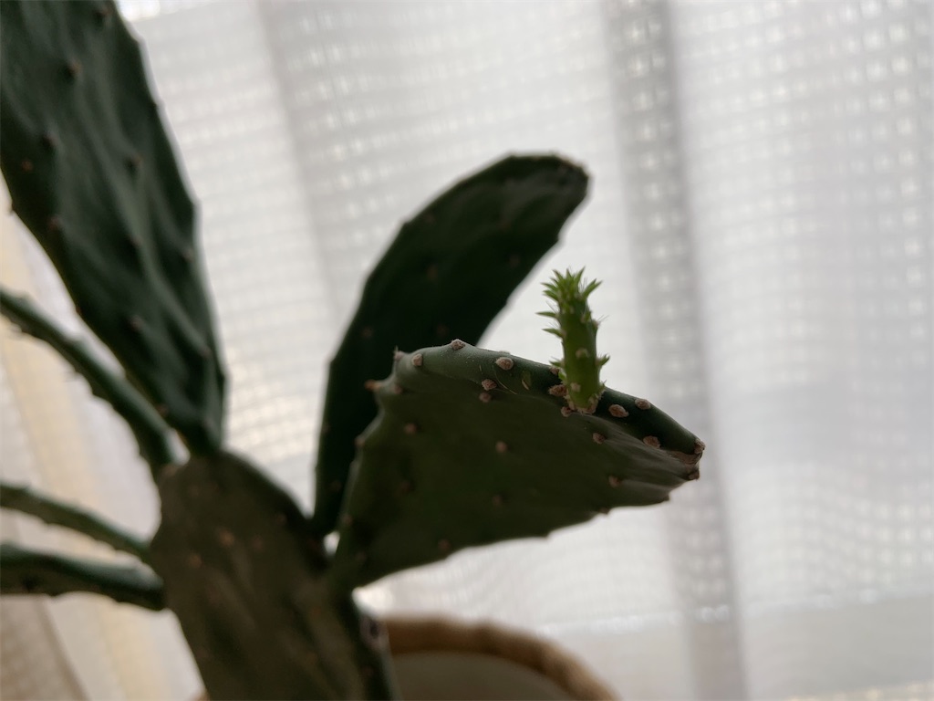 f:id:chieko1102:20220413110507j:image