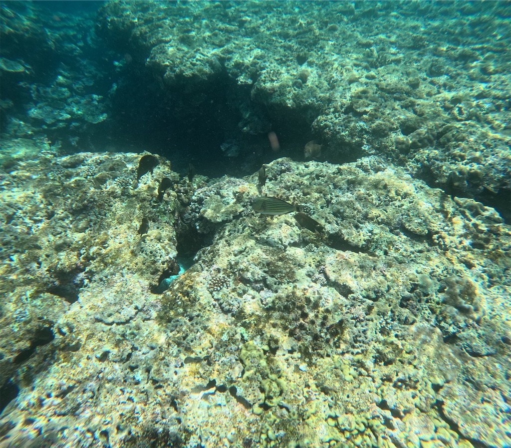 f:id:chieko1102:20250706191156j:image