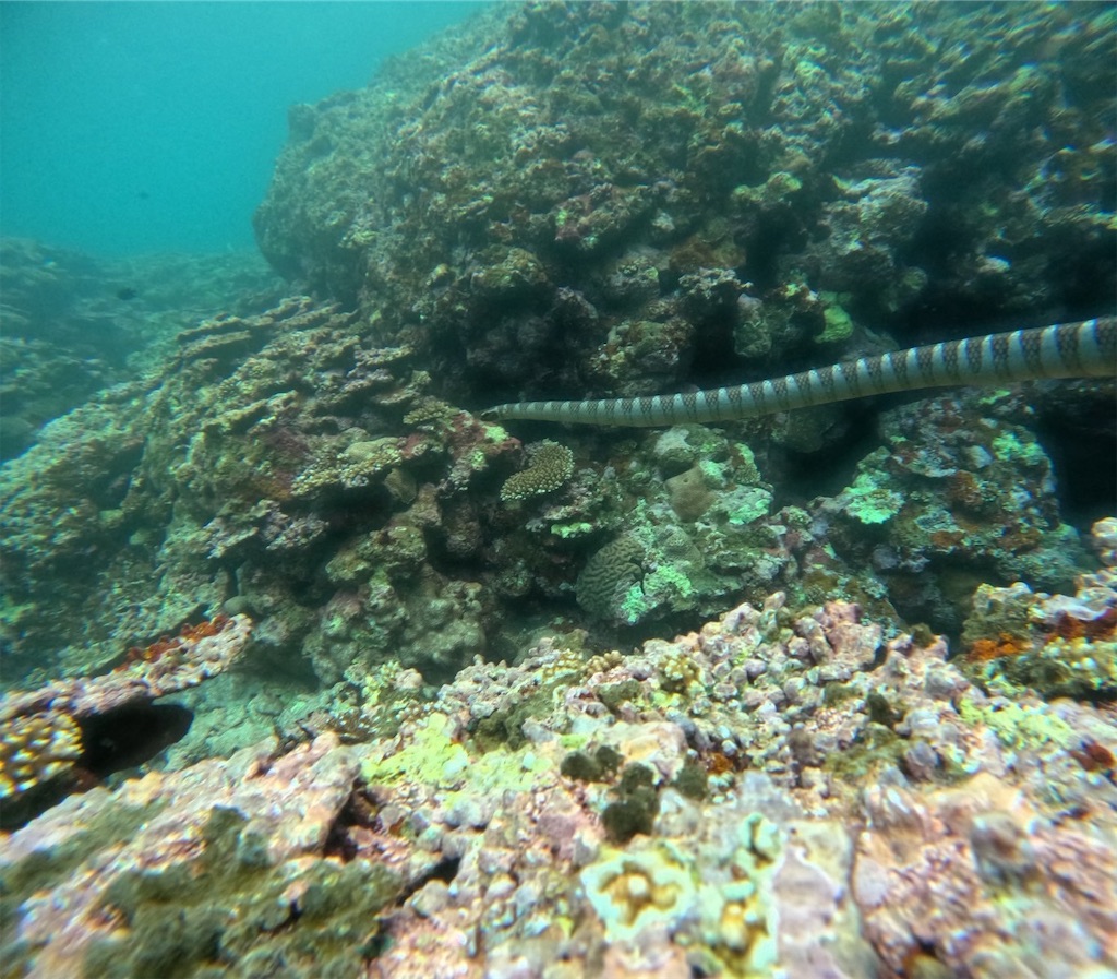 f:id:chieko1102:20250706191159j:image