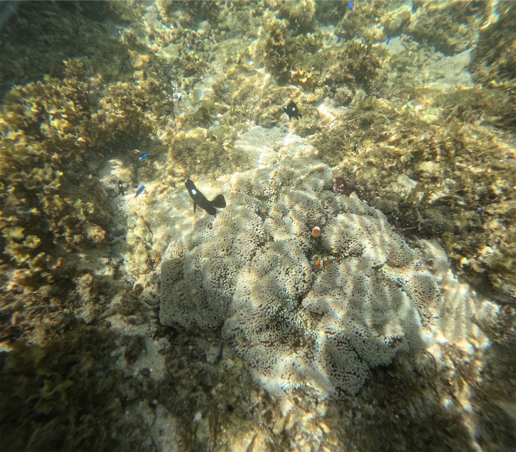 f:id:chieko1102:20250706191731j:image