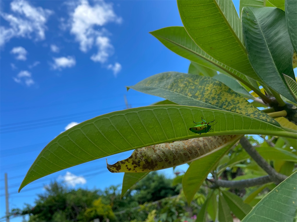 f:id:chieko1102:20250707183516j:image