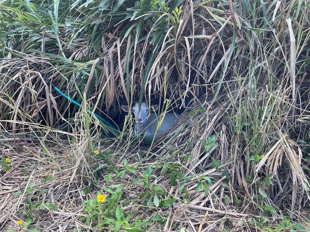 f:id:chieko1102:20250710201231j:image