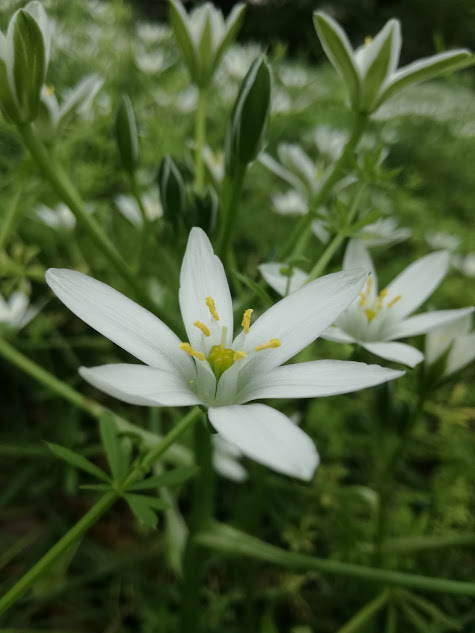 f:id:chietiara:20170429212558j:plain