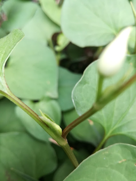 f:id:chietiara:20170516213547j:plain