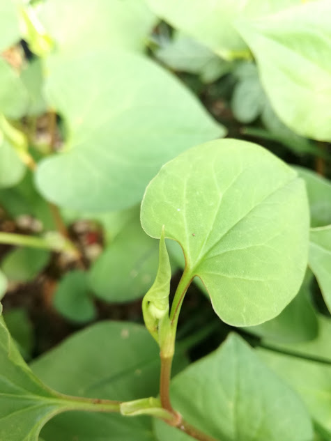 f:id:chietiara:20170516213613j:plain