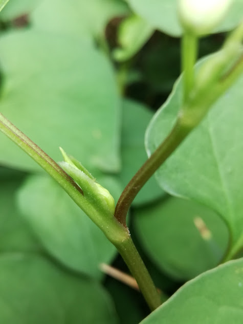 f:id:chietiara:20170516214913j:plain