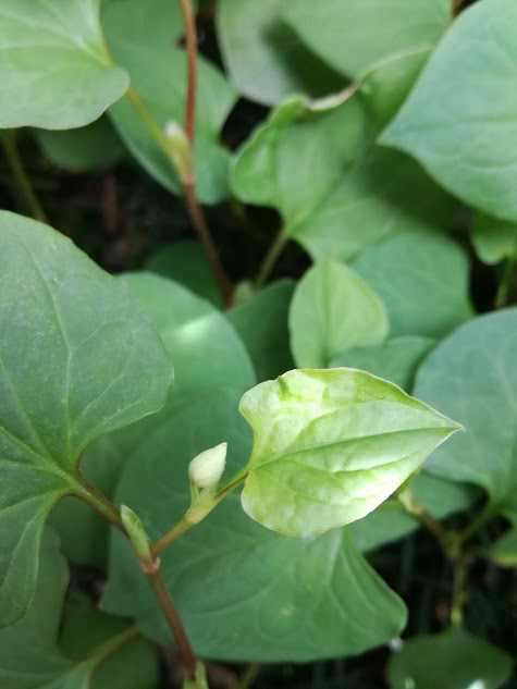 f:id:chietiara:20170516215104j:plain