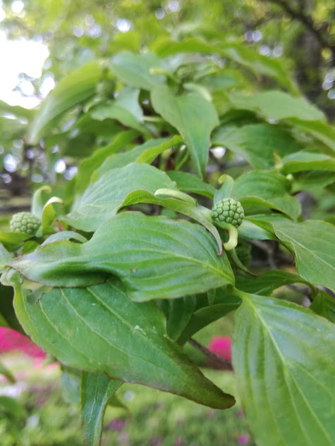 f:id:chietiara:20170516220106j:plain