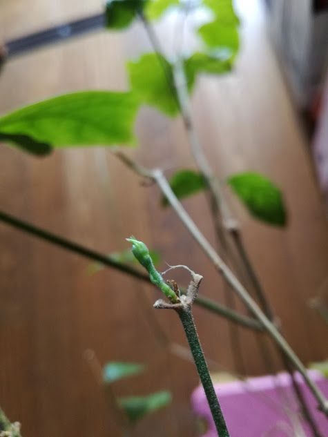 f:id:chietiara:20170516220804j:plain