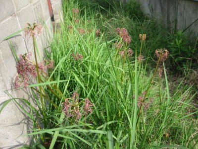 f:id:chietiara:20170922174956j:plain f:id:chietiara:20170922174956j:plain