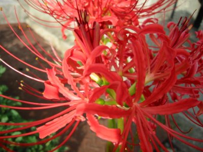 f:id:chietiara:20170922175038j:plain f:id:chietiara:20170922175038j:plain