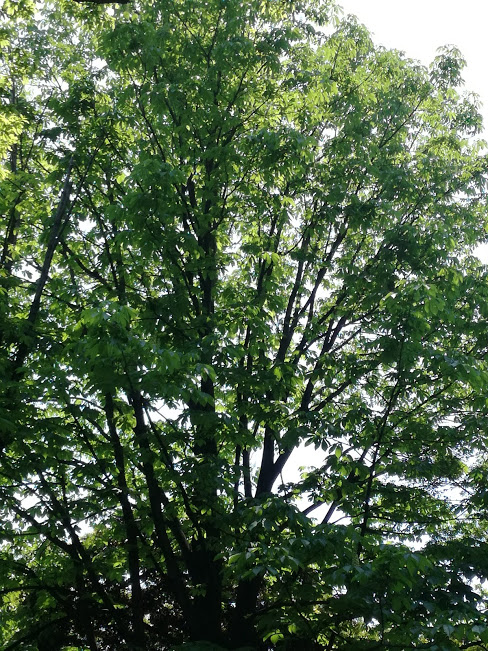 f:id:chietiara:20180425175550j:plain