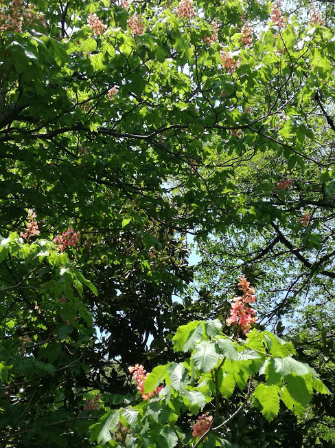 f:id:chietiara:20180425175728j:plain