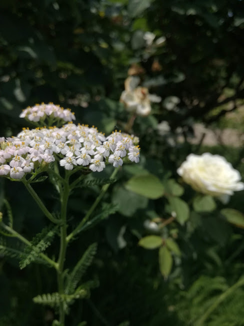 f:id:chietiara:20180701162632j:plain