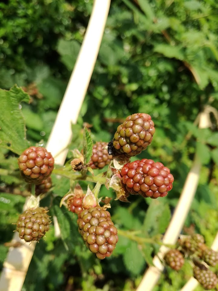 植物への新しいまなざし ゲーテ=シュタイナー的植物観察術 植物への新しいまなざし : ゲーテ=シュタイナー的植物観察術