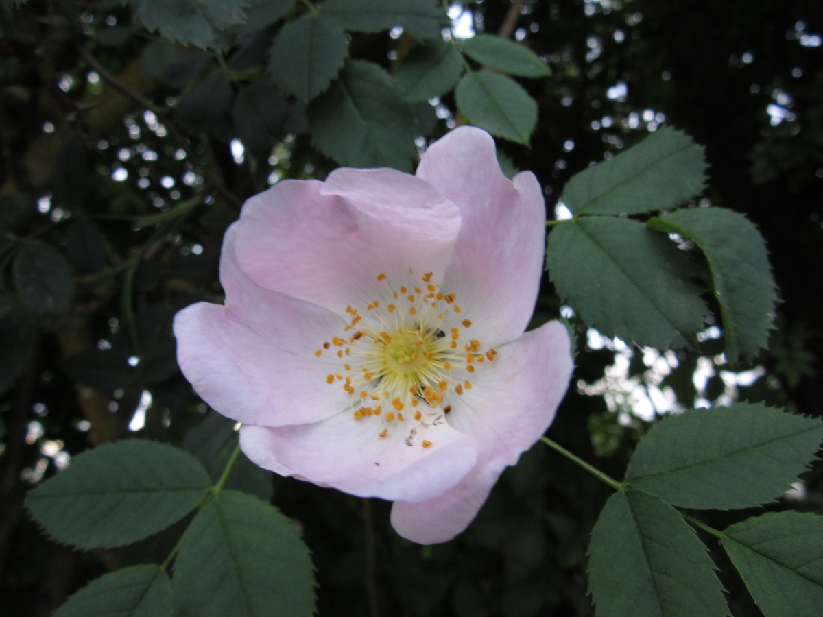 f:id:chietiara:20190811115323j:plain