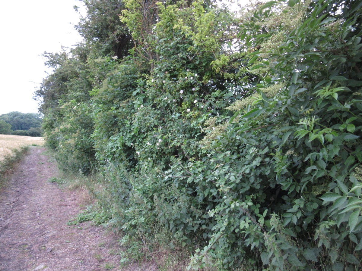 f:id:chietiara:20190811115351j:plain