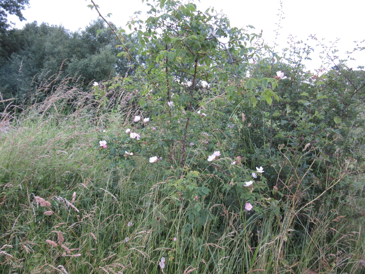 f:id:chietiara:20190811115457j:plain