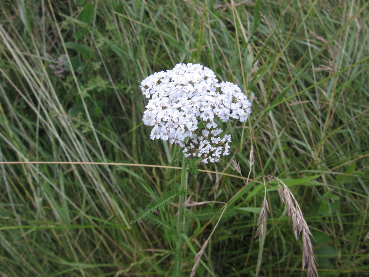 f:id:chietiara:20190811120158j:plain