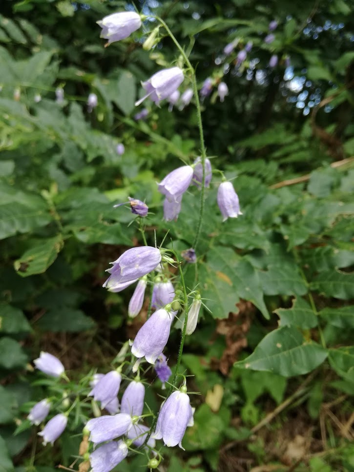 f:id:chietiara:20191003121032j:plain
