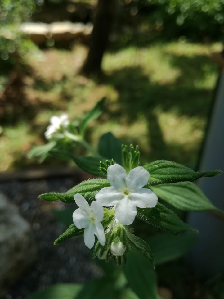 f:id:chietiara:20210716113528j:plain