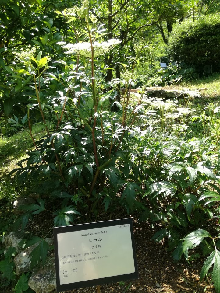 f:id:chietiara:20210716113645j:plain