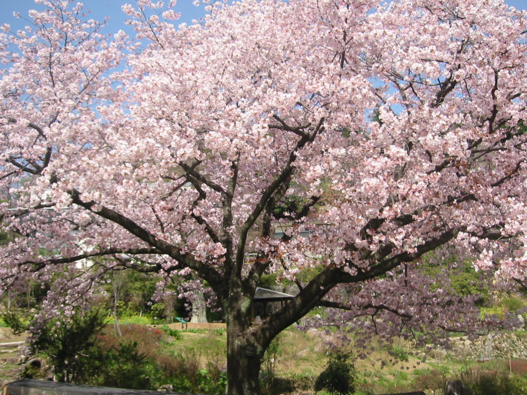 f:id:chietiara:20210716113943j:plain