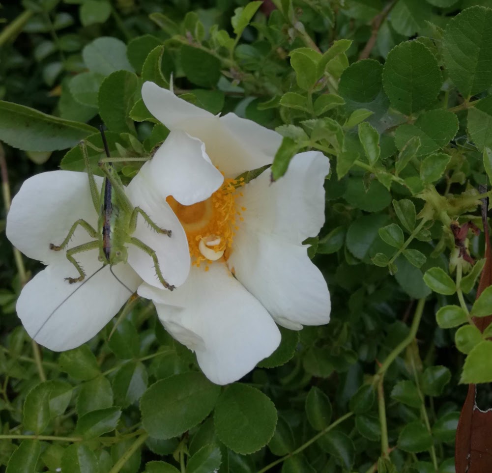 f:id:chietiara:20210716114202j:plain