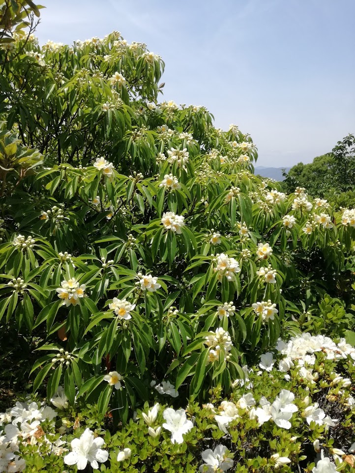 f:id:chietiara:20210716114351j:plain