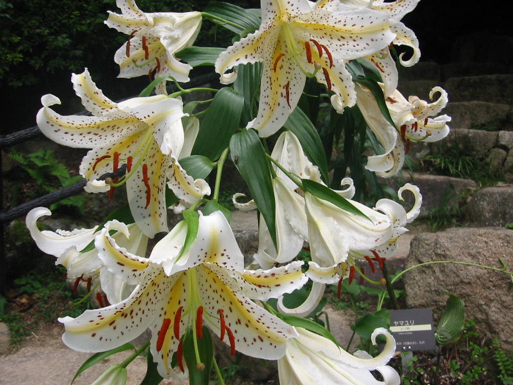 f:id:chietiara:20210724112848j:plain