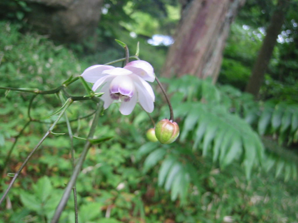 f:id:chietiara:20210724113052j:plain