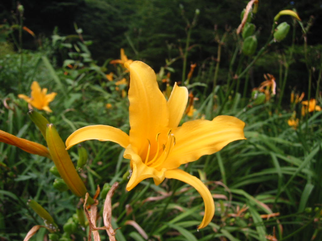 f:id:chietiara:20210724113142j:plain