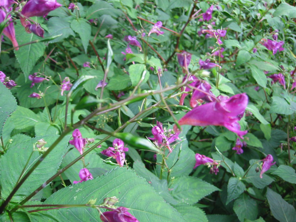 f:id:chietiara:20210724113441j:plain