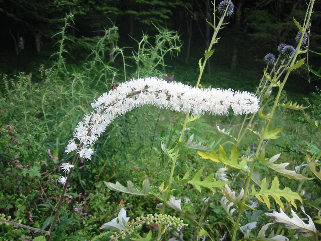 f:id:chietiara:20210724113534j:plain