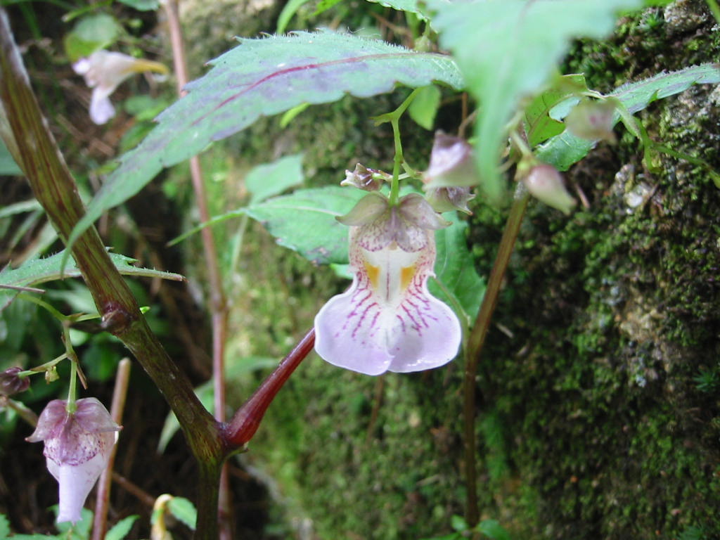 f:id:chietiara:20210724113621j:plain