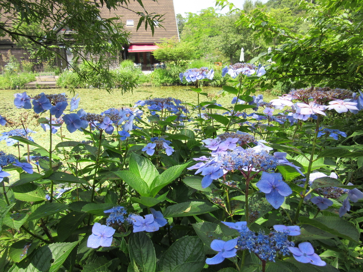 f:id:chietiara:20210724115934j:plain