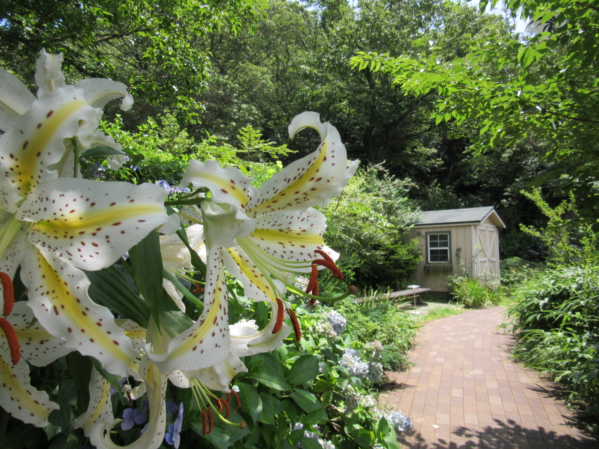 f:id:chietiara:20210724120120j:plain