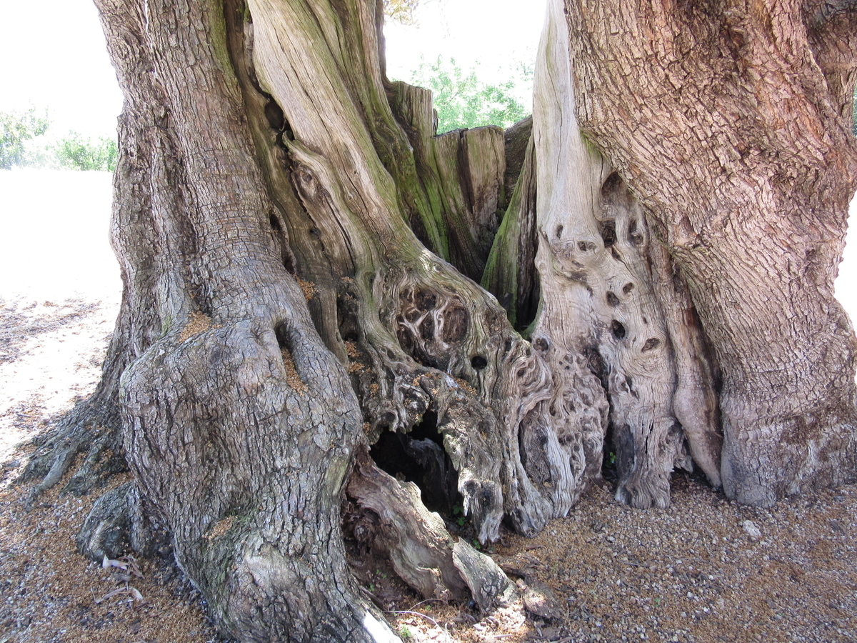 f:id:chietiara:20210727140639j:plain