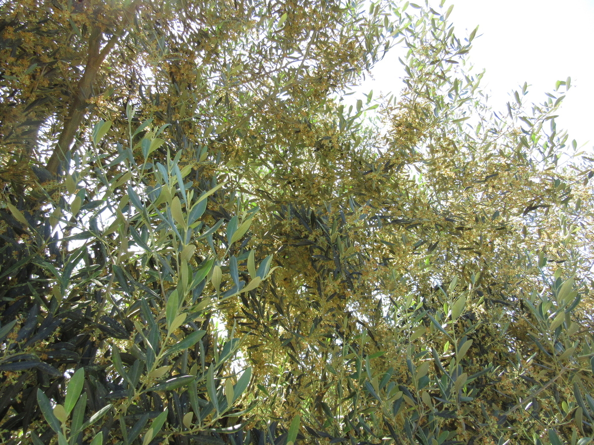 f:id:chietiara:20210727140738j:plain