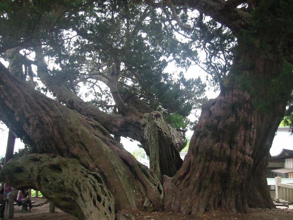 f:id:chietiara:20210727143243j:plain