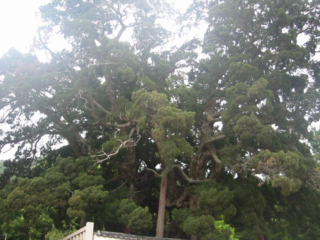 f:id:chietiara:20210727143340j:plain