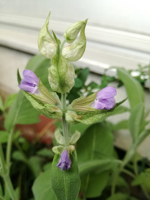 f:id:chietiara:20210727143939j:plain